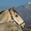 Maestoso Alea - Dezember 2013