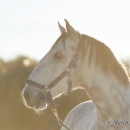 Maestoso Alea - Dezember 2013