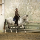 Barockes Reiten mit Richard Hinrichs 03-2014 - Lipizzaner Maestoso Alea