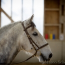 Barockes Reiten mit Richard Hinrichs 03-2014 - Lipizzaner Maestoso Alea