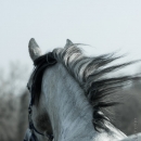 Barockes Reiten mit Richard Hinrichs 03-2014 - Lipizzaner Maestoso Alea
