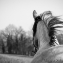 Barockes Reiten mit Richard Hinrichs 03-2014 - Lipizzaner Maestoso Alea