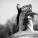 Barockes Reiten mit Richard Hinrichs 03-2014 - Lipizzaner Maestoso Alea