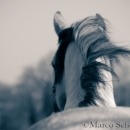 Barockes Reiten mit Richard Hinrichs 03-2014 - Lipizzaner Maestoso Alea