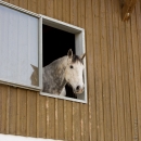 Barockes Reiten mit Richard Hinrichs 03-2014 - Lipizzaner Maestoso Alea