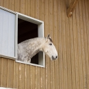 Barockes Reiten mit Richard Hinrichs 03-2014 - Lipizzaner Maestoso Alea