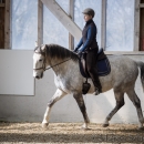 Barockes Reiten mit Richard Hinrichs 03-2014 - Lipizzaner Maestoso Alea
