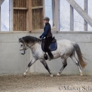 Barockes Reiten mit Richard Hinrichs 03-2014 - Lipizzaner Maestoso Alea