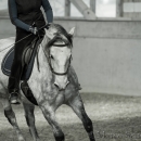 Barockes Reiten mit Richard Hinrichs 03-2014 - Lipizzaner Maestoso Alea