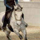 Barockes Reiten mit Richard Hinrichs 03-2014 - Lipizzaner Maestoso Alea