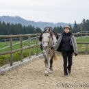 Barockes Reiten mit Richard Hinrichs 22-03-2014 - Lipizzaner Maestoso Alea