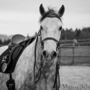 Barockes Reiten mit Richard Hinrichs 22-03-2014 - Lipizzaner Maestoso Alea