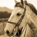 Barockes Reiten mit Richard Hinrichs 22-03-2014 - Lipizzaner Maestoso Alea