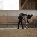 Barockes Reiten mit Richard Hinrichs 22-03-2014 - Lipizzaner Maestoso Alea