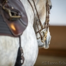 Barockes Reiten mit Richard Hinrichs 22-03-2014 - Lipizzaner Maestoso Alea