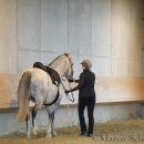 Barockes Reiten mit Richard Hinrichs 22-03-2014 - Lipizzaner Maestoso Alea