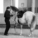 Barockes Reiten mit Richard Hinrichs 22-03-2014 - Lipizzaner Maestoso Alea