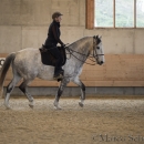 Barockes Reiten mit Richard Hinrichs 22-03-2014 - Lipizzaner Maestoso Alea
