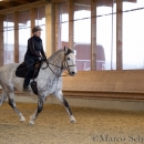 Barockes Reiten mit Richard Hinrichs 22-03-2014 - Lipizzaner Maestoso Alea