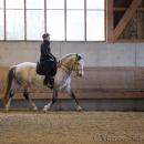 Barockes Reiten mit Richard Hinrichs 22-03-2014 - Lipizzaner Maestoso Alea
