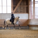 Barockes Reiten mit Richard Hinrichs 22-03-2014 - Lipizzaner Maestoso Alea