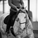 Barockes Reiten mit Richard Hinrichs 22-03-2014 - Lipizzaner Maestoso Alea