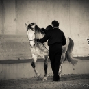 Barockes Reiten mit Richard Hinrichs 23-03-2014 - Lipizzaner Maestoso Alea