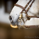 Barockes Reiten mit Richard Hinrichs 23-03-2014 - Lipizzaner Maestoso Alea