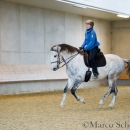 Barockes Reiten mit Richard Hinrichs 23-03-2014 - Lipizzaner Maestoso Alea