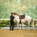 Barockes Reiten mit Richard Hinrichs