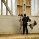 Barockes Reiten mit Richard Hinrichs