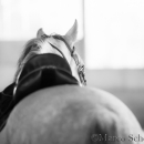 Barockes Reiten mit Richard Hinrichs