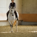 Barockes Reiten mit Richard Hinrichs