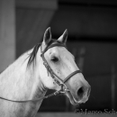 Barockes Reiten mit Richard Hinrichs