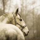 M.Alea im Nebel