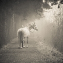 M.Alea im Nebel