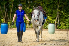 Maestoso Alea 2015