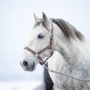 Maestoso Alea - Februar 2015