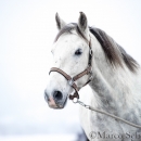 Maestoso Alea - Februar 2015