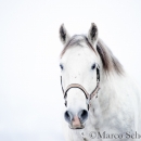 Maestoso Alea - Februar 2015