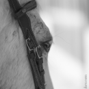 Barockes Reiten mit Richard Hinrichs