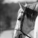 Barockes Reiten mit Richard Hinrichs
