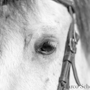 Barockes Reiten mit Richard Hinrichs