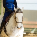 Barockes Reiten mit Richard Hinrichs