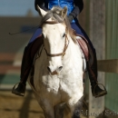 Barockes Reiten mit Richard Hinrichs