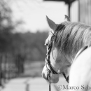 Barockes Reiten mit Richard Hinrichs