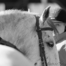 Barockes Reiten mit Richard Hinrichs