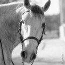 Barockes Reiten mit Richard Hinrichs