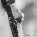 Barockes Reiten mit Richard Hinrichs