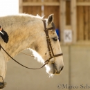 Barockes Reiten mit Richard Hinrichs